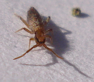 closeup of a bug on a white surface