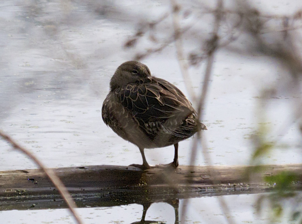 the bird stands on a nch and looks at soing in the water