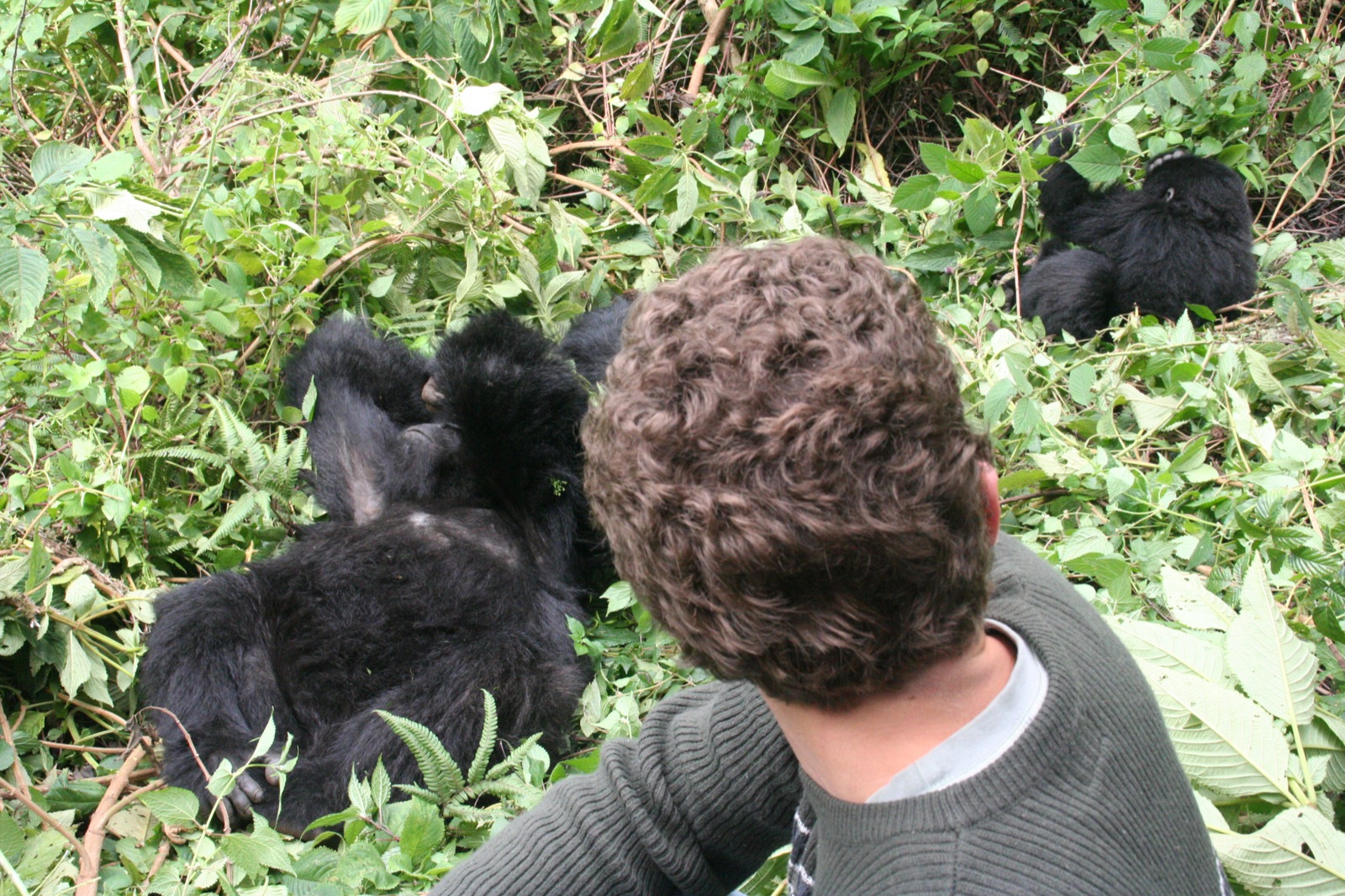 a  looks at three gorillas in the jungle