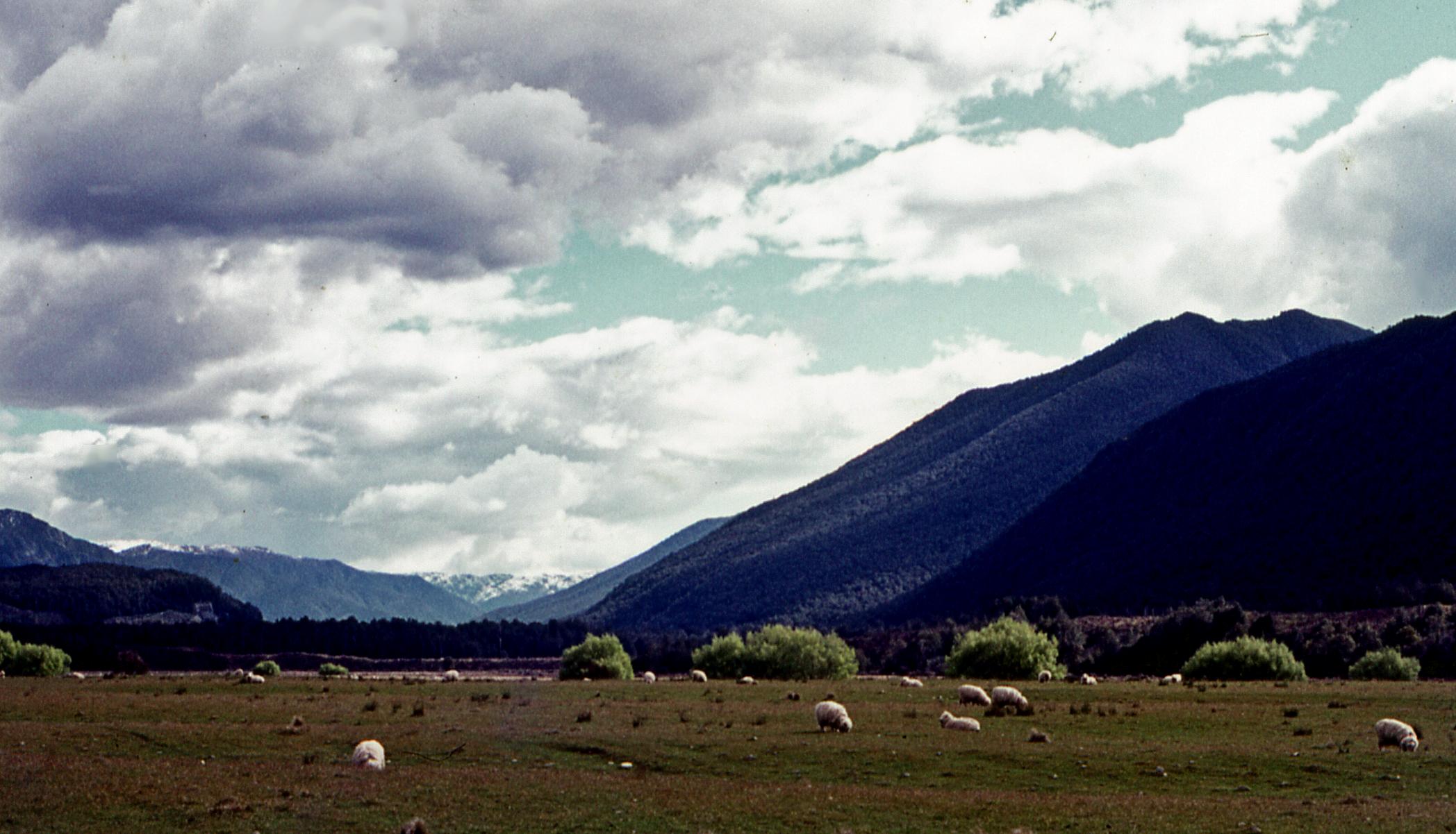 there are many animals grazing in a field with mountains behind them