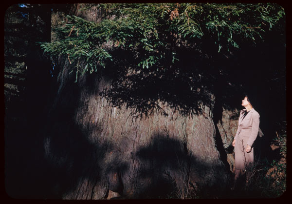 a woman in a pink suit is near a giant tree