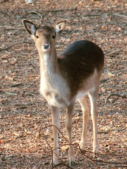 small young deer standing in dried wooded area