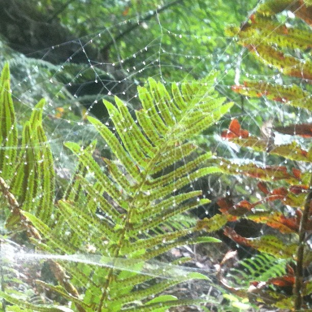 an image of green leafy plants and spider web