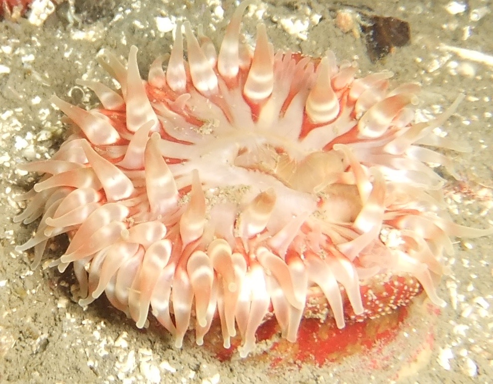 a sea anemone is in its home on the sea floor