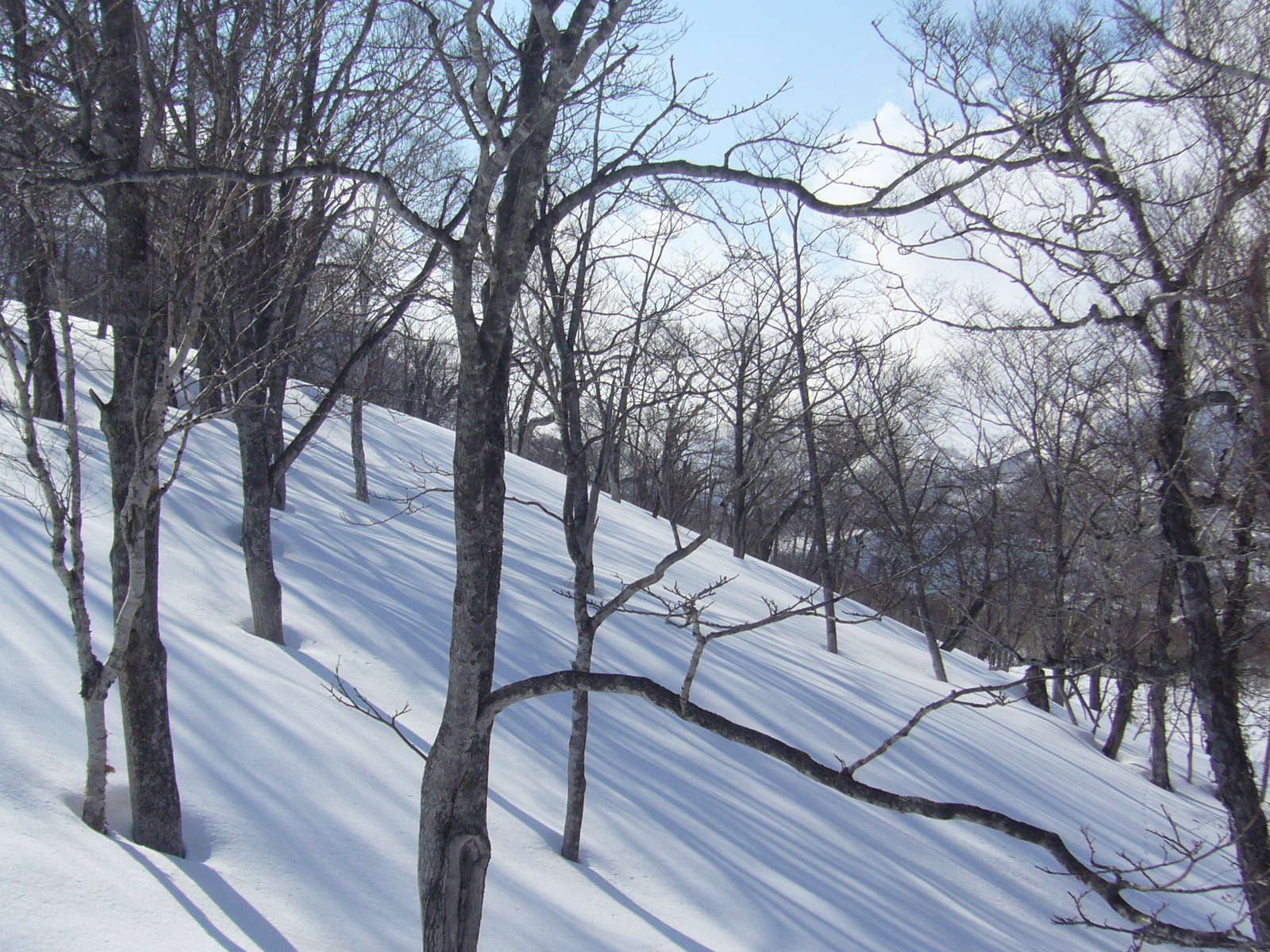 snow covered trees at the edge of a ski slope