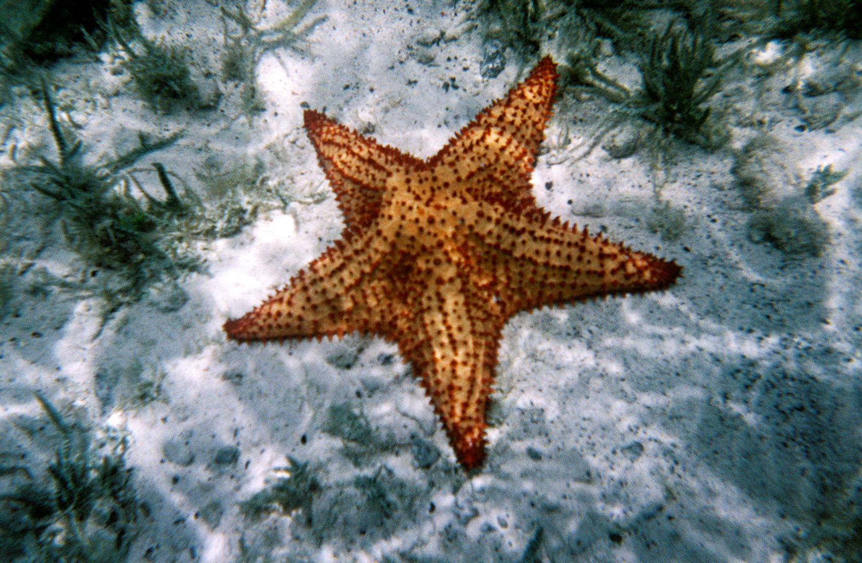 a starfish swimming under some blue algae