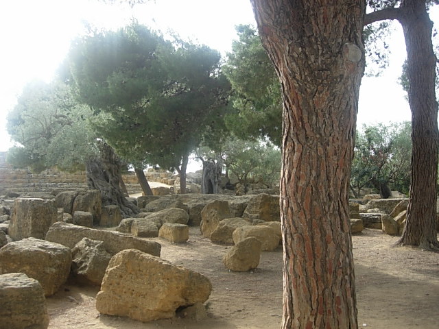 several boulders arranged around small trees in an ancient stone forest