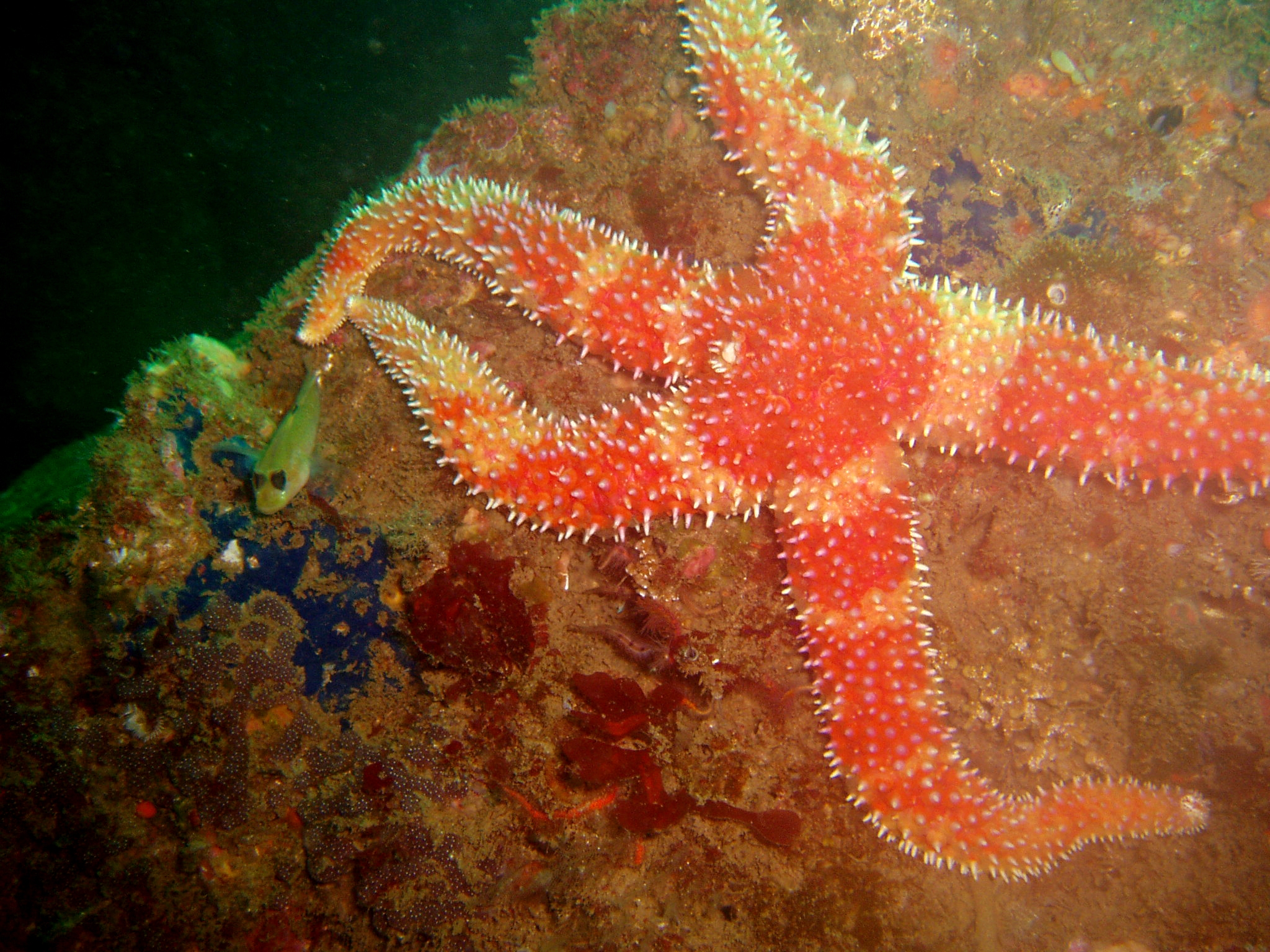a sea starfish on a coral reef in red sea