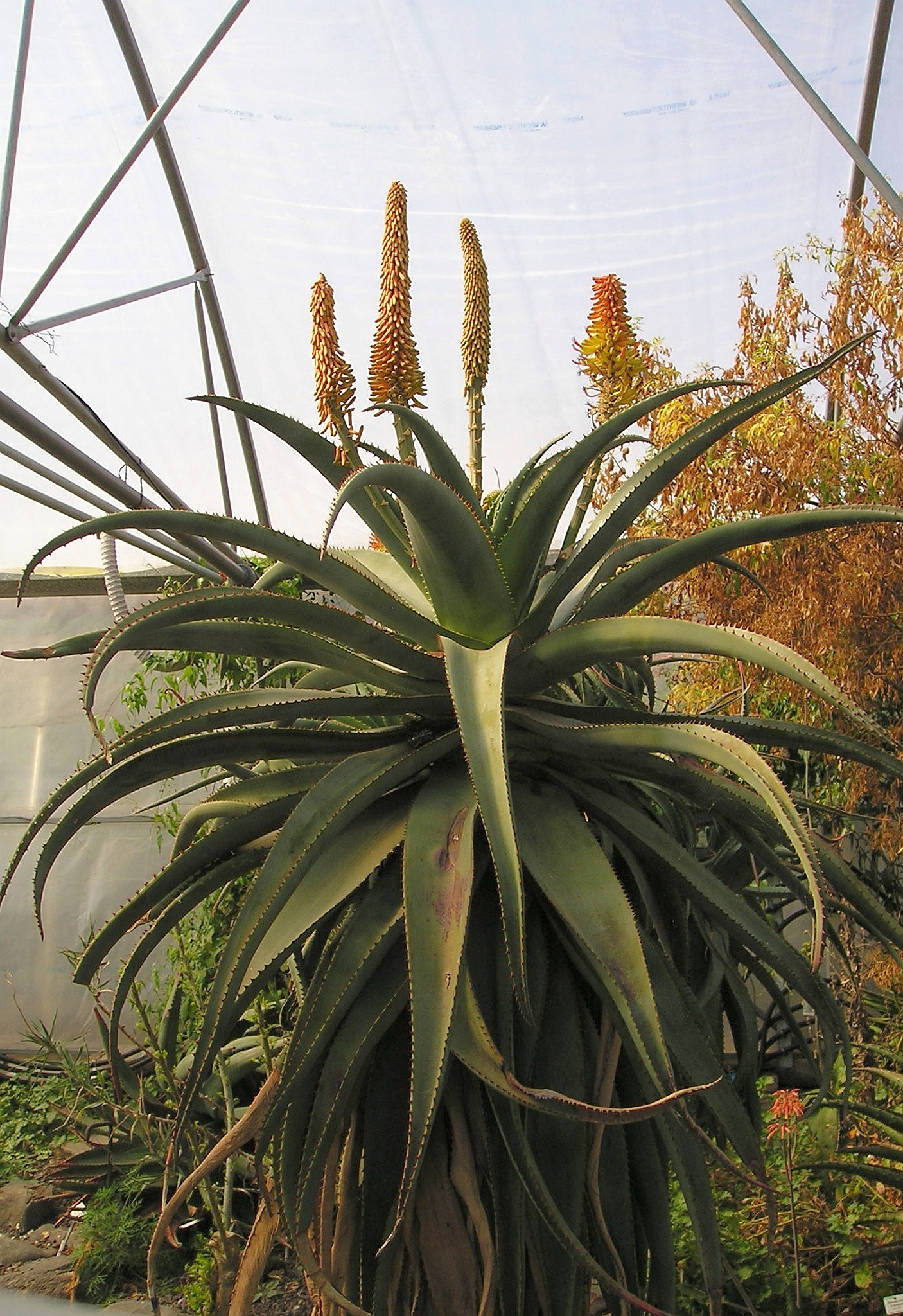 this is a very large flower plant in an enclosure