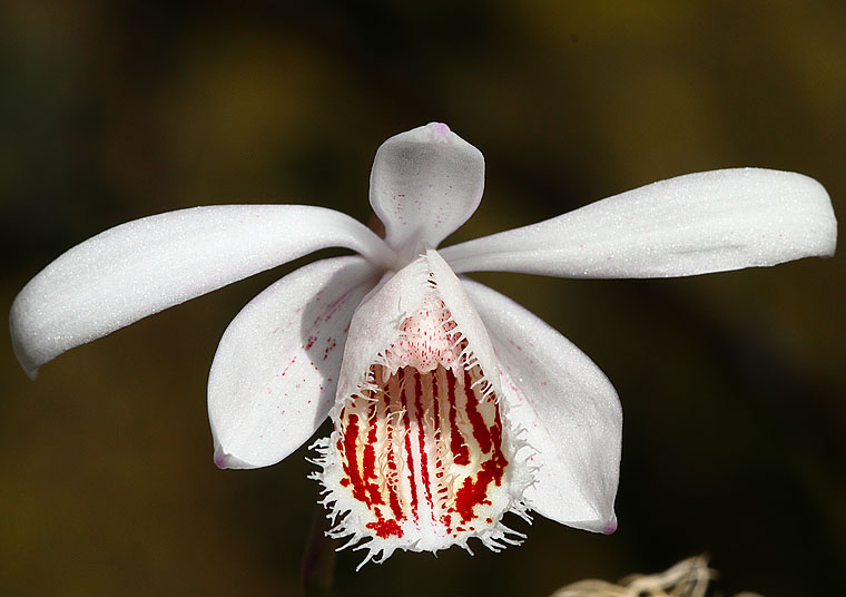 this is the underside of a white orchid