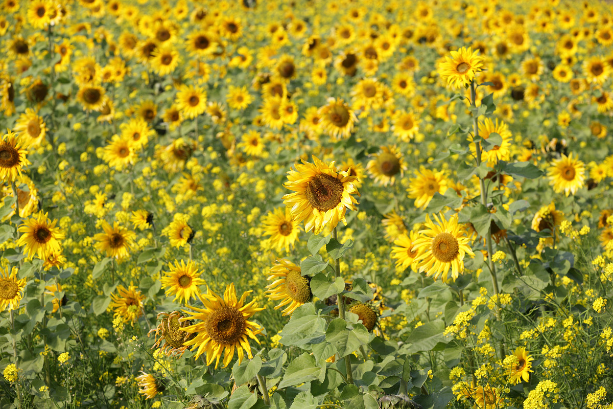 the field of sunflowers is blooming very nicely