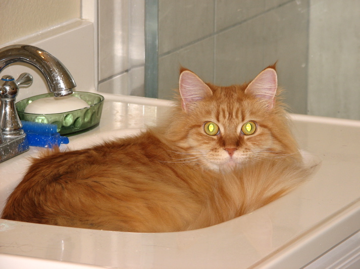 an orange cat laying in the sink with its head up