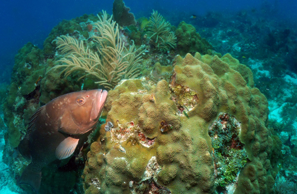 an orange fish on a sea reef with large soft corals