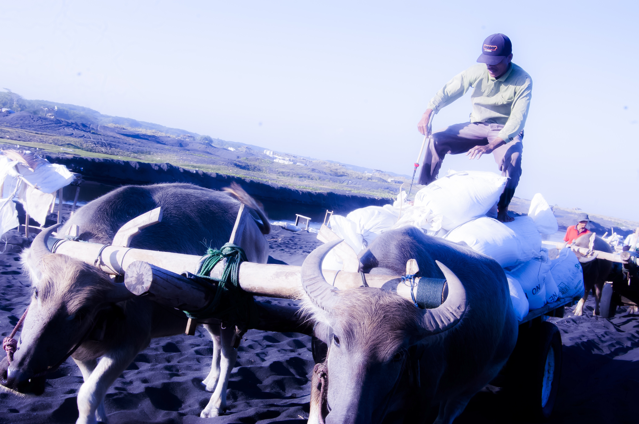 the oxen are sitting in the sand with their handler on them