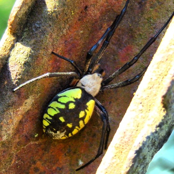 a large yellow and black spider sitting on top of a plant