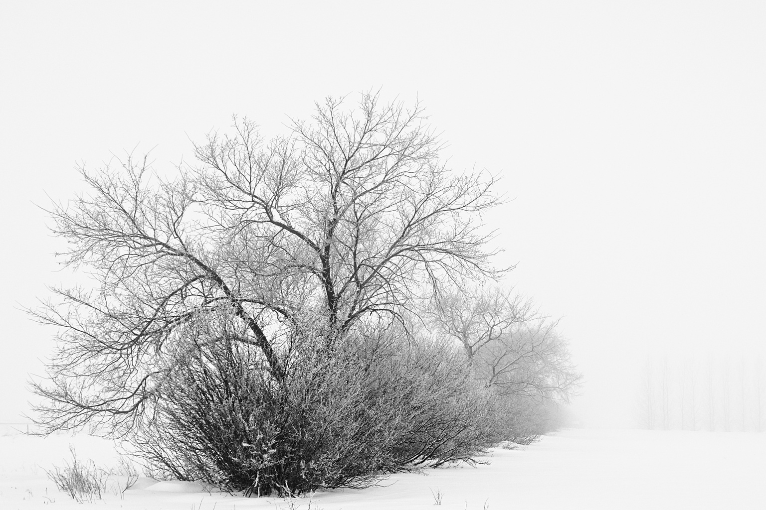 a black and white po of a lone tree in a foggy landscape