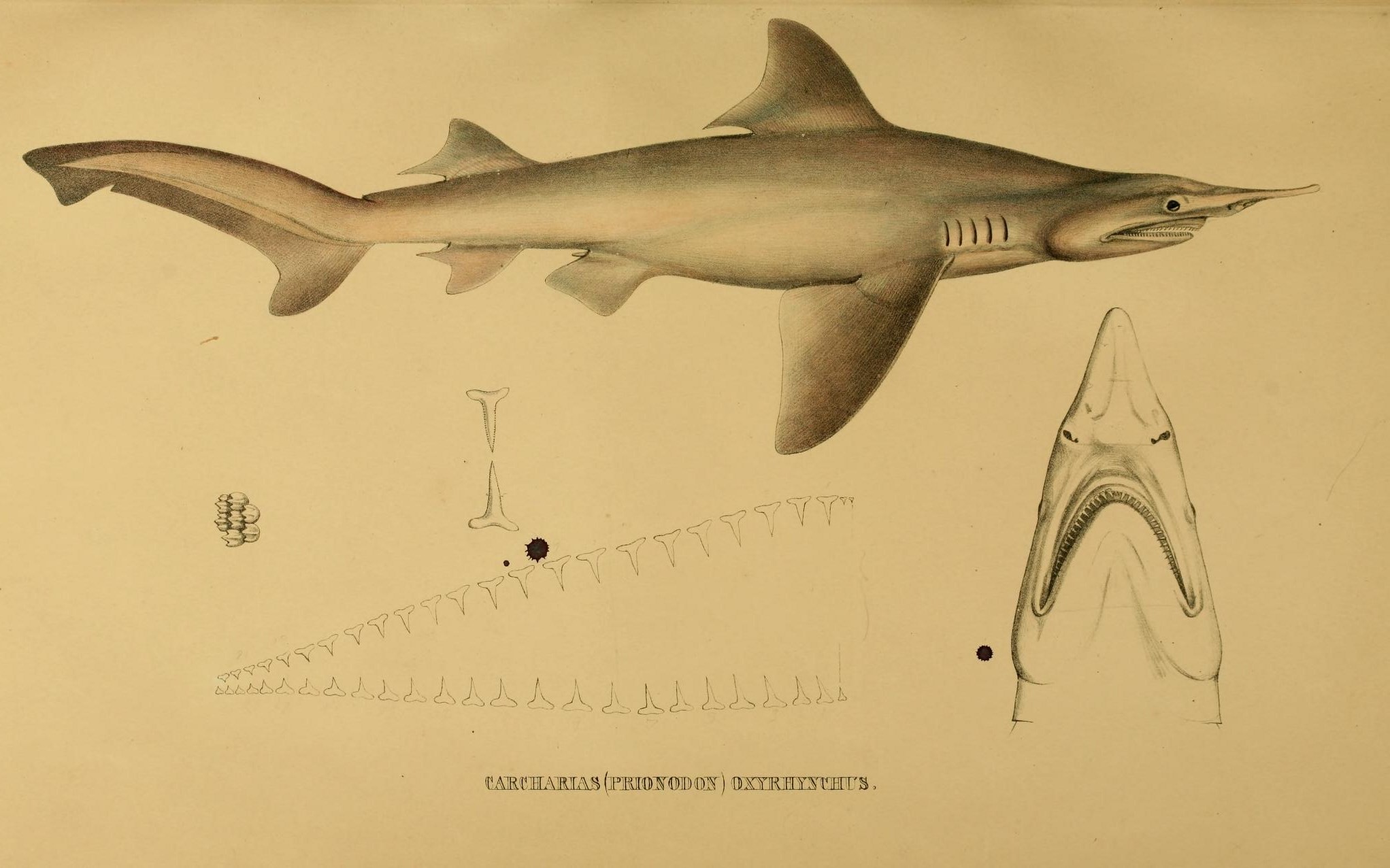 two drawings of sharks and one of them is drawn in graphite