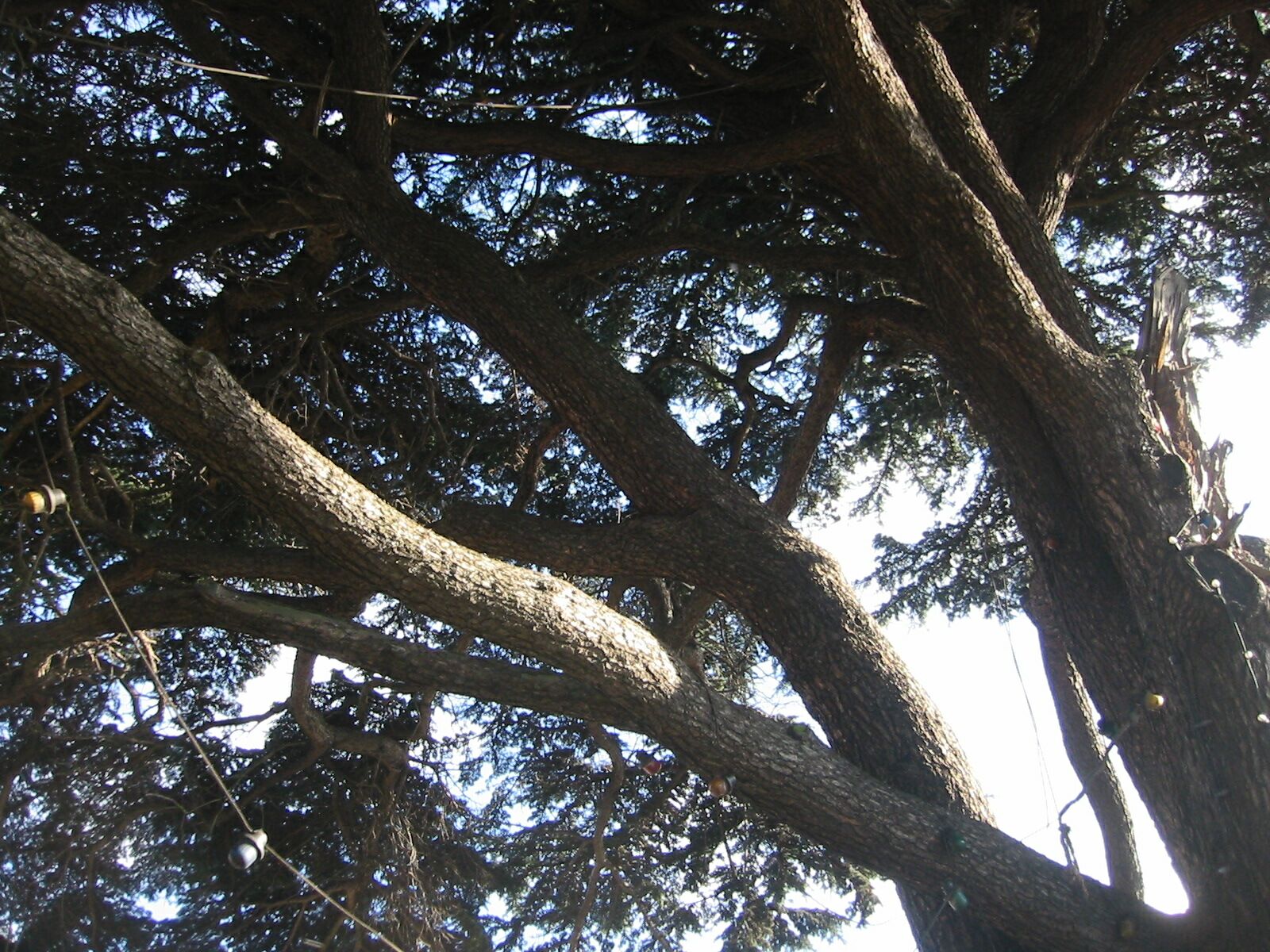 the top of some trees with the sunlight shining through them