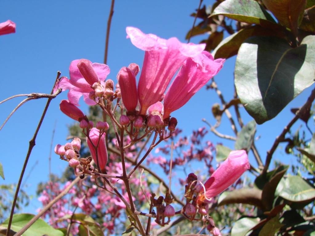 a nch that has some pink flowers on it