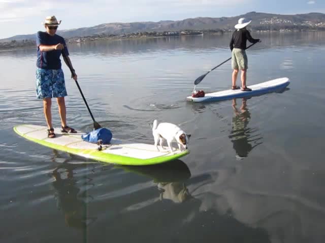 two people paddle boarding with their dog, while standing on boards