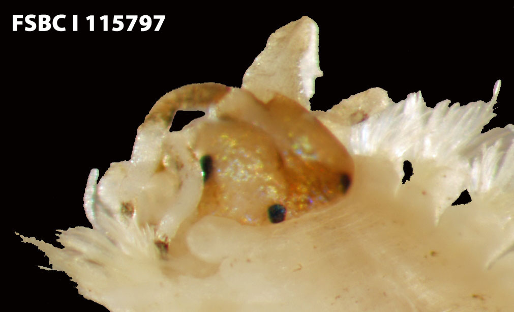 an insect crawling on a white flower bud