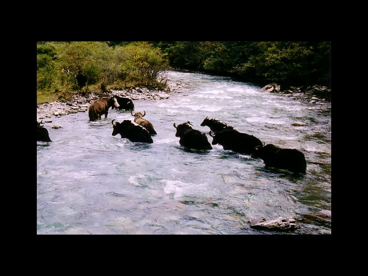 herd of animals walking in river next to forest