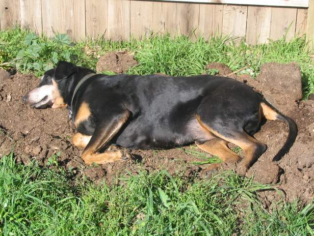 a dog in dirt laying on top of grass