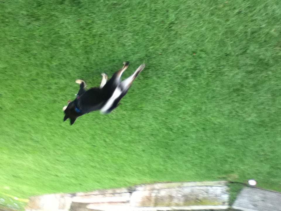 a dog is running across a field in the grass
