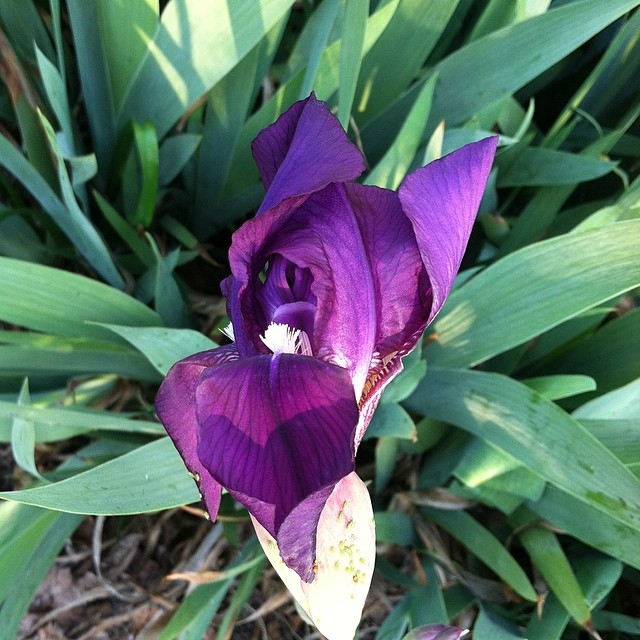 purple iris flowers growing in the dirt and grass