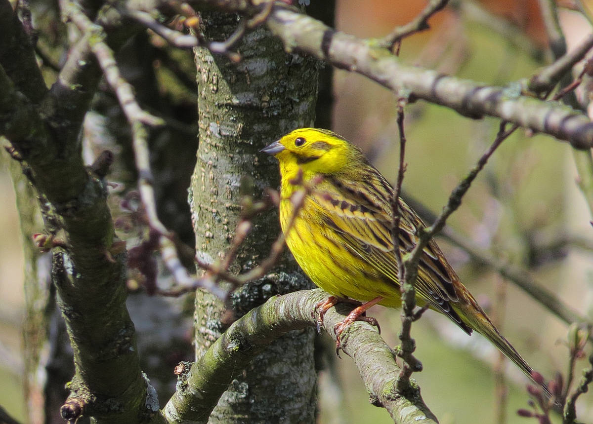 the yellow bird sits on top of the tree nch