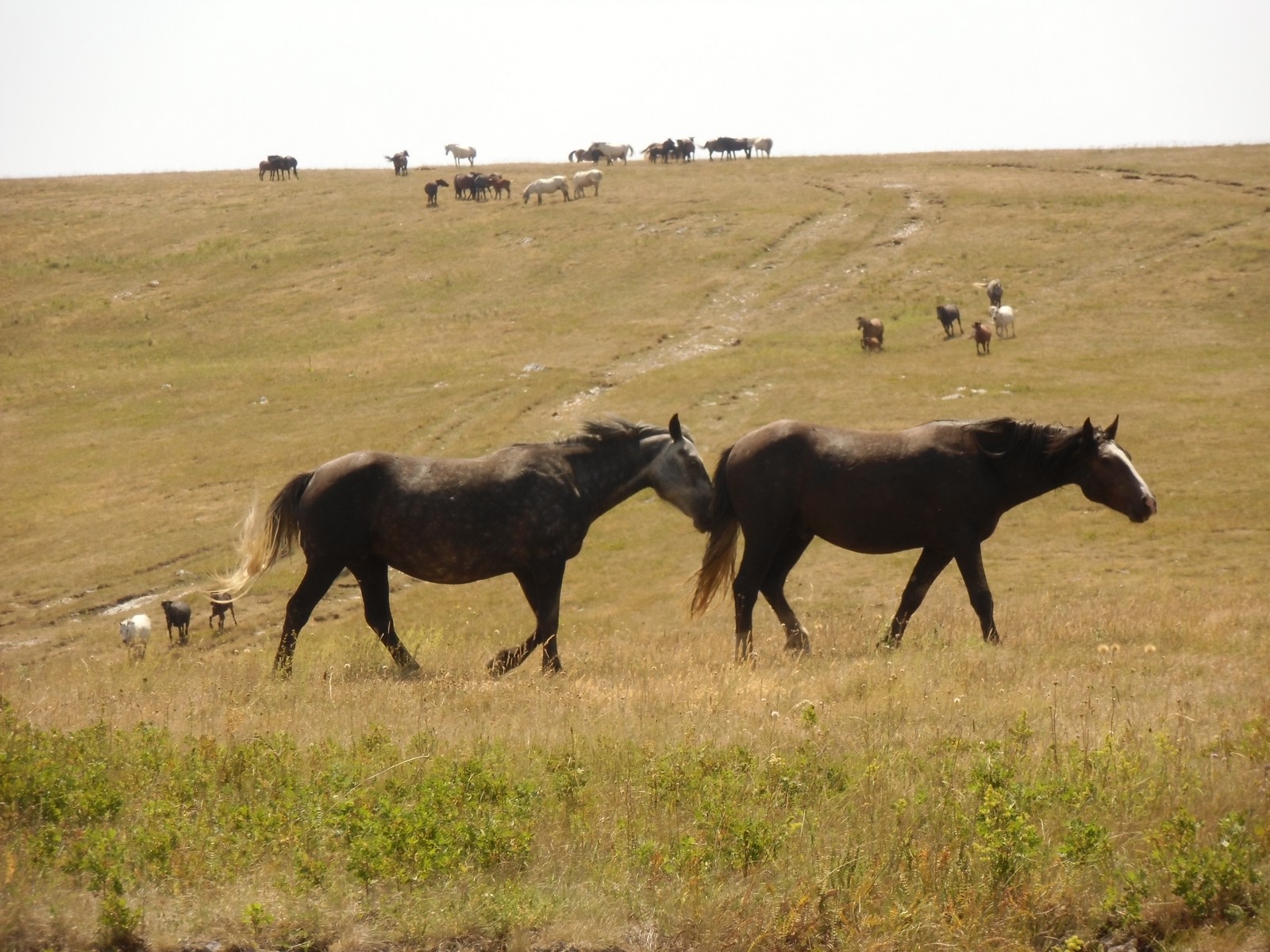 two horses that are standing in the grass