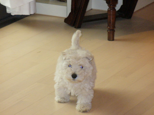 a white dog walking across a hard wood floor