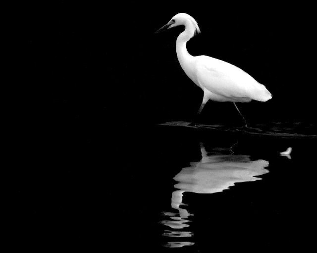 a big white bird standing on a wet body of water