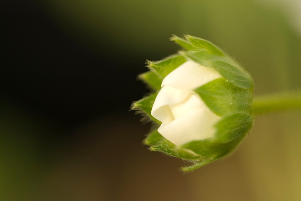 a closeup of a flower stem with its flower bud