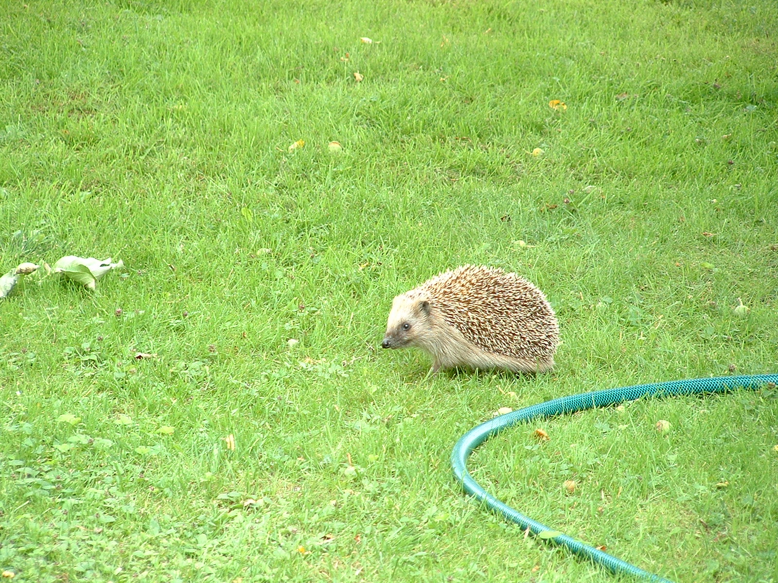 a small hedge walking around on grass with a hose