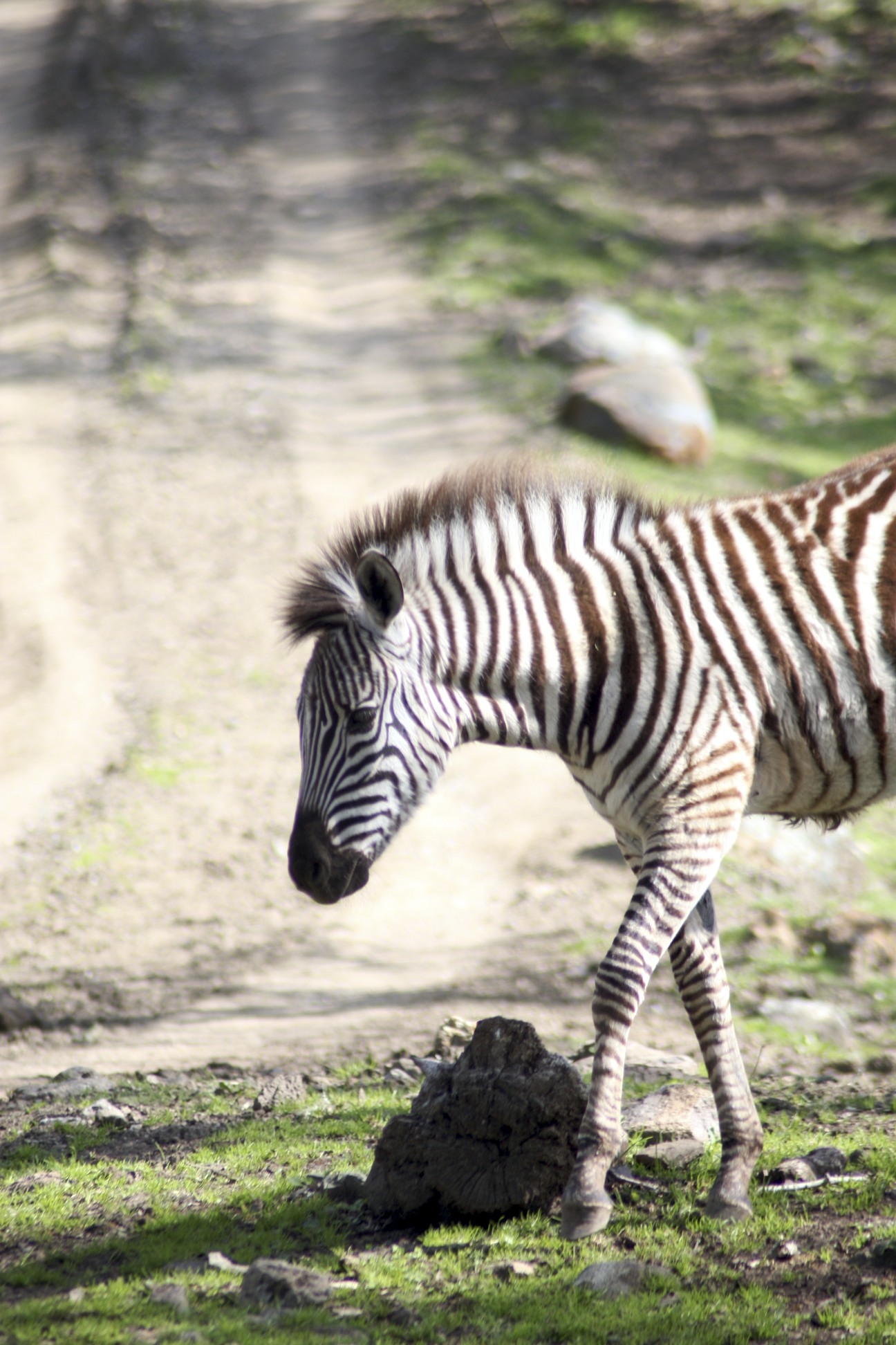 a small ze walks down a path by himself