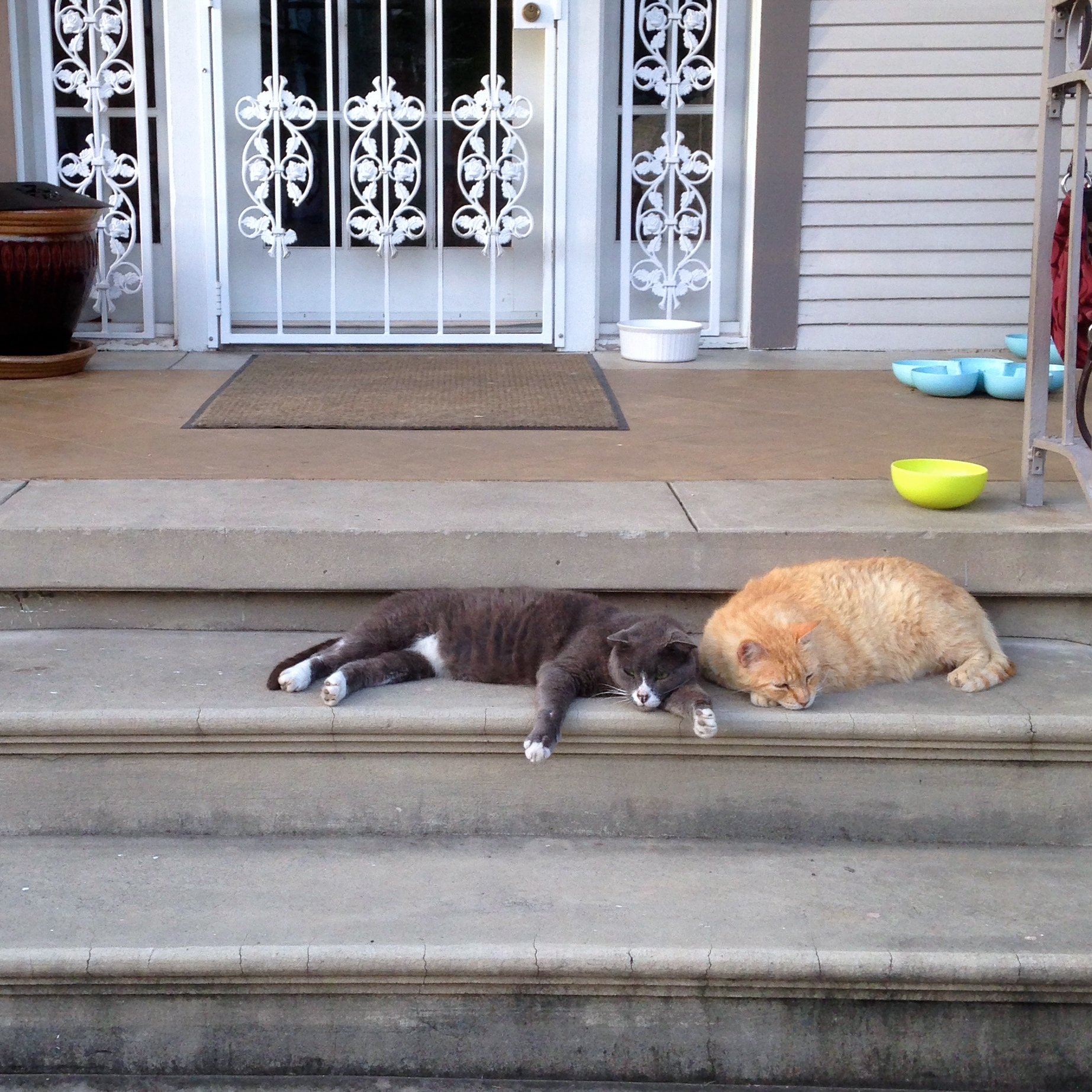 a couple of cats laying on top of stairs