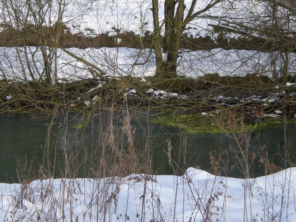 a snowy field with bushes and some water