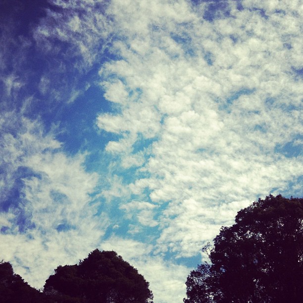 there is a bird flying on a cloudy day