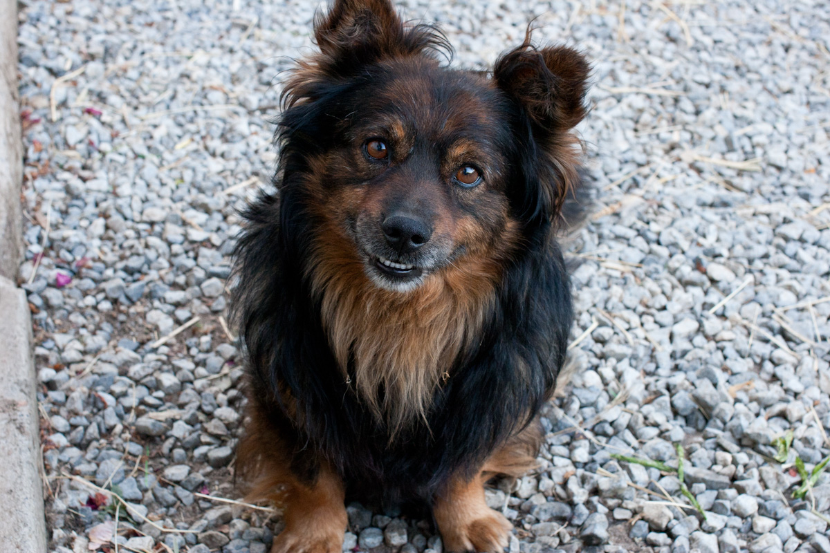 a close - up view of a small dog, a dark - haired, brown - and - black dog sitting on gravel