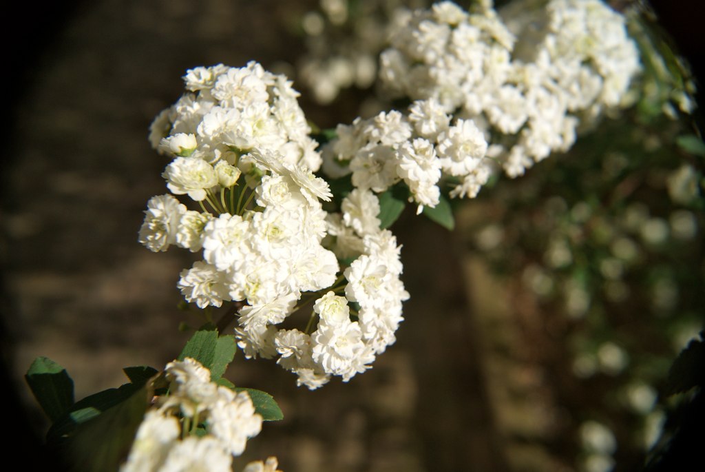 white flowers are blooming in a vase next to a rock