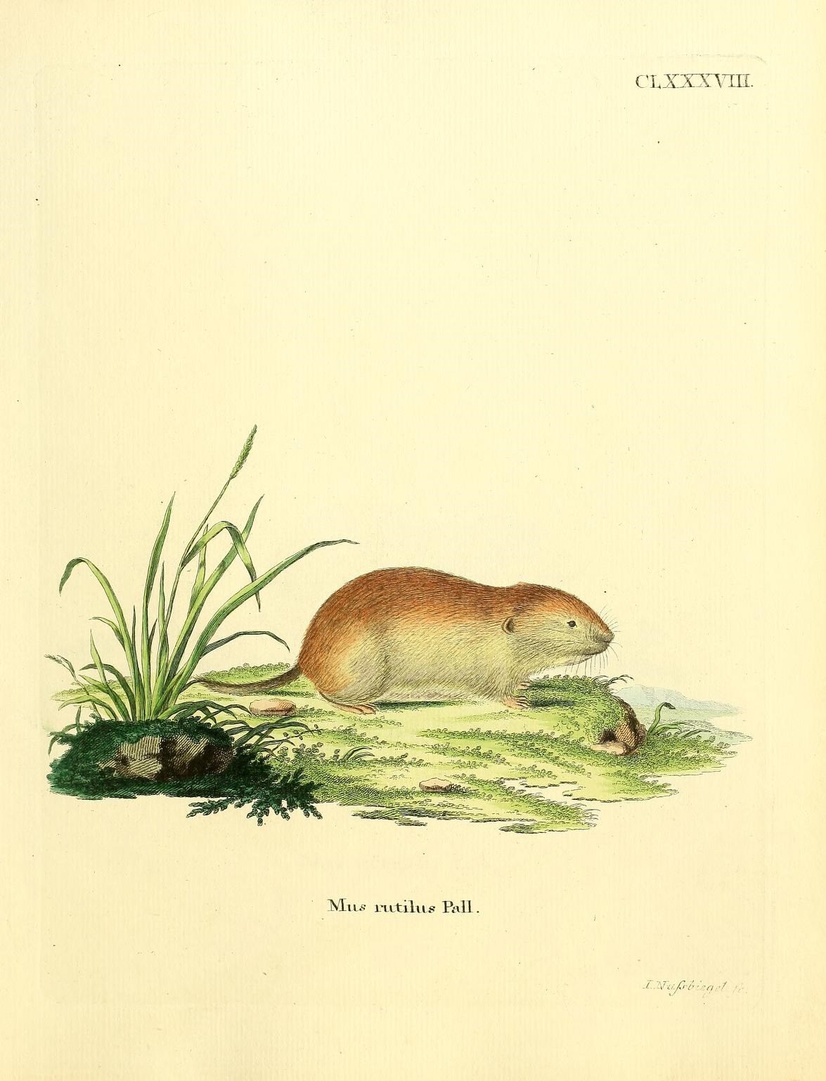 a print of an adult animal in the grass