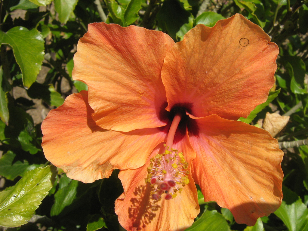 a close up po of an orange flower