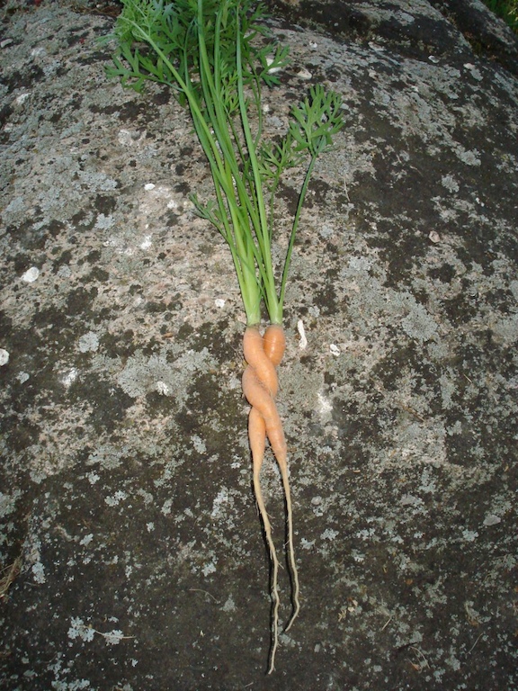 a small group of carrots growing from the ground