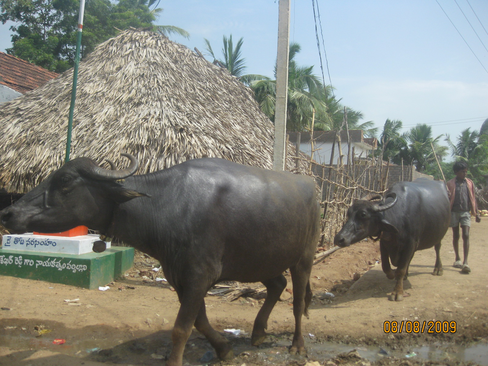 two black cows standing next to each other