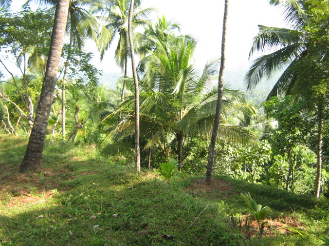 a group of palm trees on a hill