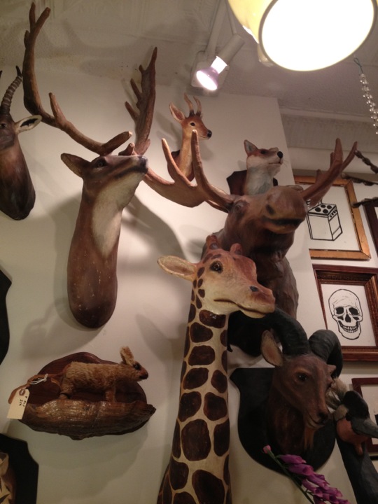 a collection of various giraffe heads mounted on the wall