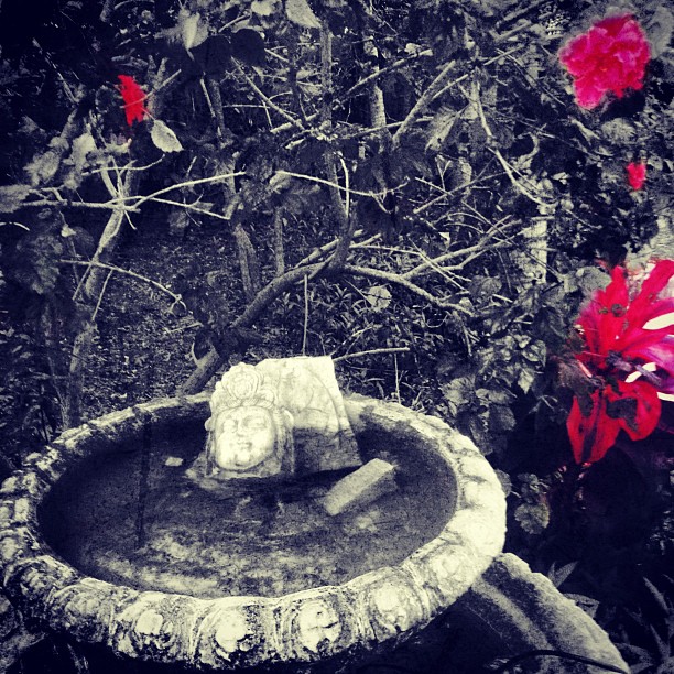 a stone fountain in front of a bush filled with red flowers