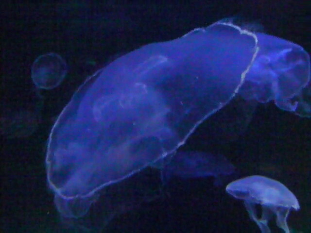 purple jellyfish with large bubbles floating on a black background