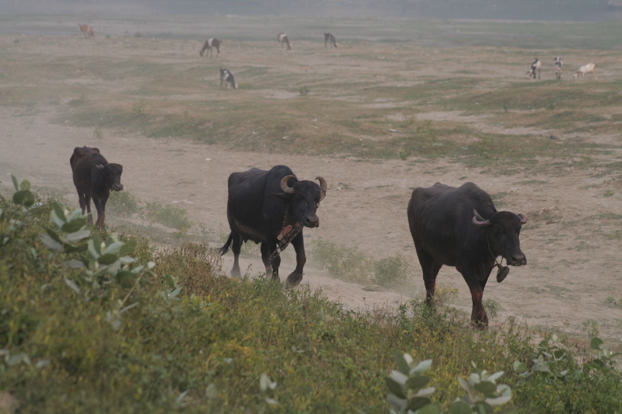 a herd of animals walking across a lush green field